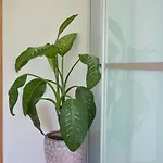 With Outdoor Jacuzzi And Sauna Apartament