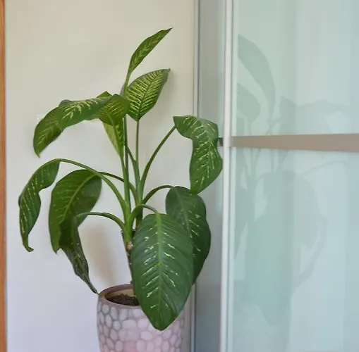 With Outdoor Jacuzzi And Sauna Butas